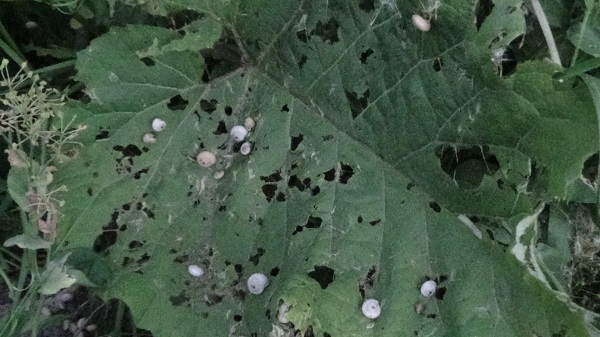 Foto - Her yerden çıkıyorlar! Vatandaşlar tedirgin