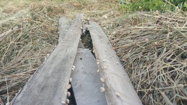 Foto - Her yerden çıkıyorlar! Vatandaşlar tedirgin