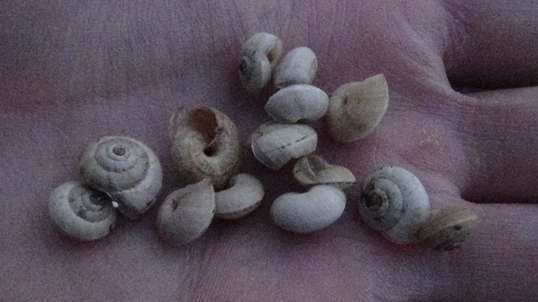 Foto - Her yerden çıkıyorlar! Vatandaşlar tedirgin