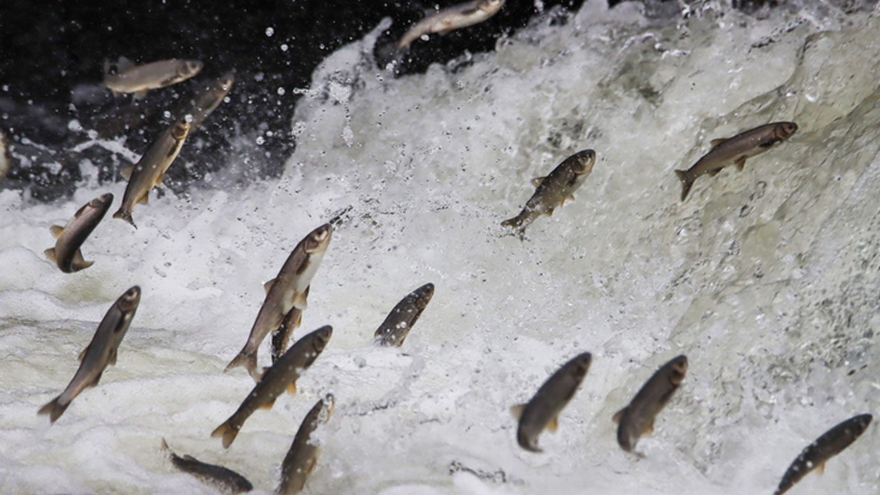 Her yıl aynı manzara tekrarlanıyor! Bu göçün bir benzeri daha yok