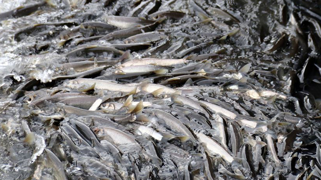 Foto - Her yıl aynı manzara tekrarlanıyor! Bu göçün bir benzeri daha yok