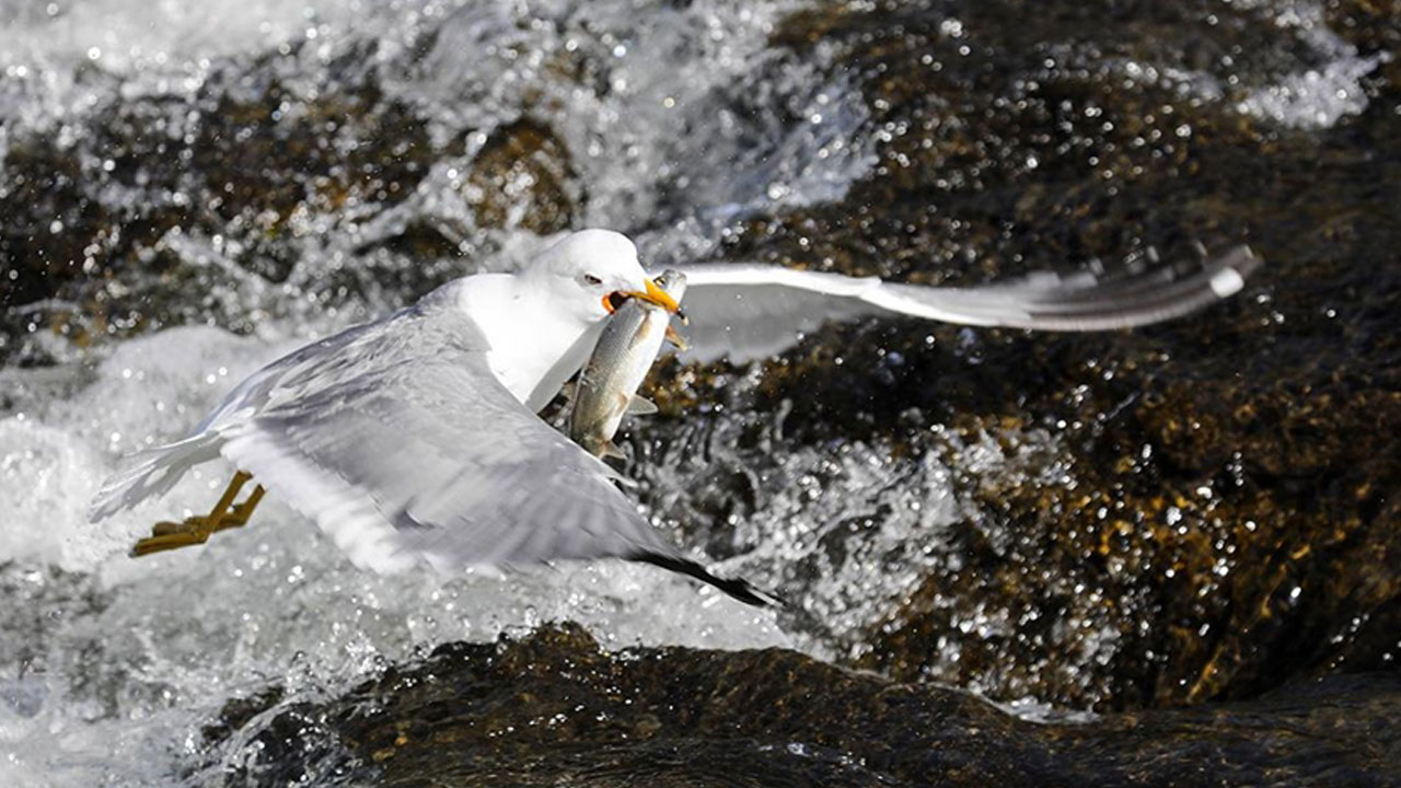 Foto - Her yıl aynı manzara tekrarlanıyor! Bu göçün bir benzeri daha yok