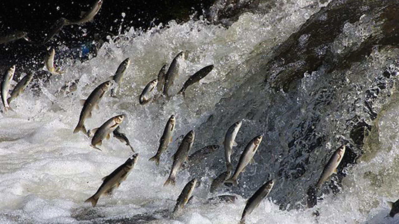 Foto - Her yıl aynı manzara tekrarlanıyor! Bu göçün bir benzeri daha yok