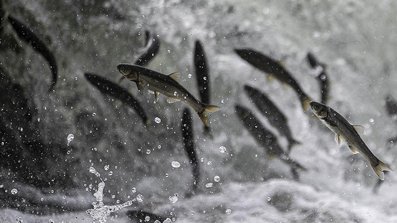 Foto - Her yıl aynı manzara tekrarlanıyor! Bu göçün bir benzeri daha yok