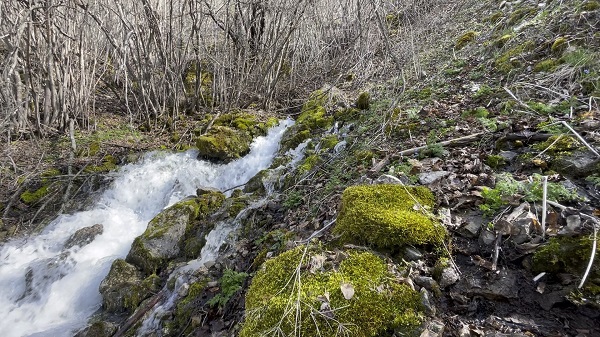 Foto - Her yıl aynı zamanda çıkıyor! Herkes bu ilginç doğa olayını konuşuyor