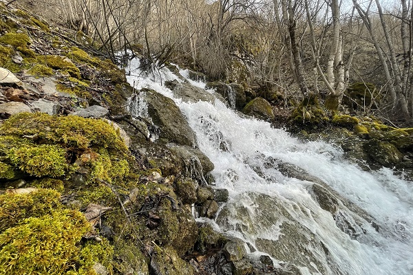 Her yıl aynı zamanda çıkıyor! Herkes bu ilginç doğa olayını konuşuyor