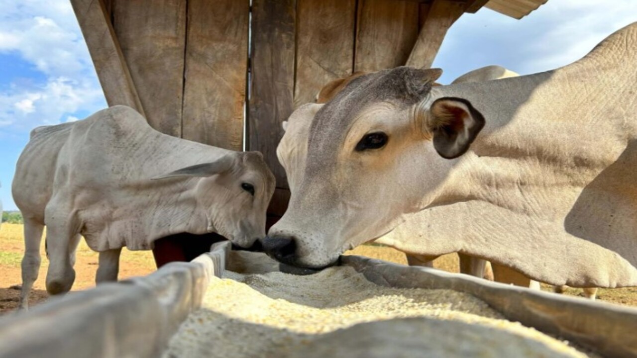 Foto - Her yıl yüz binlerce ziyaretçi çekiyor! İşte süper sığır Zebu