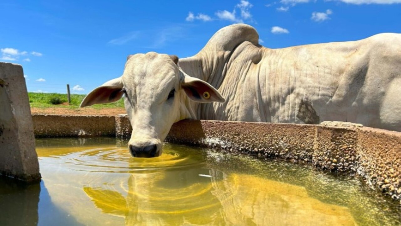 Foto - Her yıl yüz binlerce ziyaretçi çekiyor! İşte süper sığır Zebu