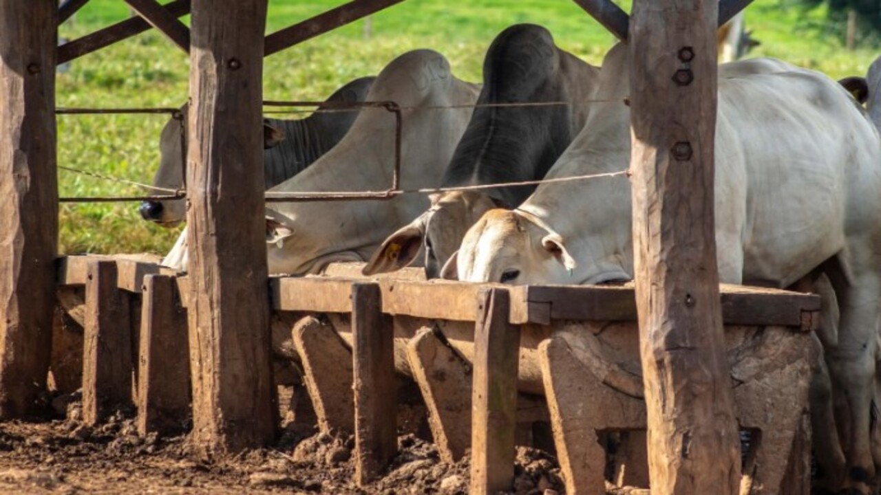 Her yıl yüz binlerce ziyaretçi çekiyor! İşte süper sığır Zebu