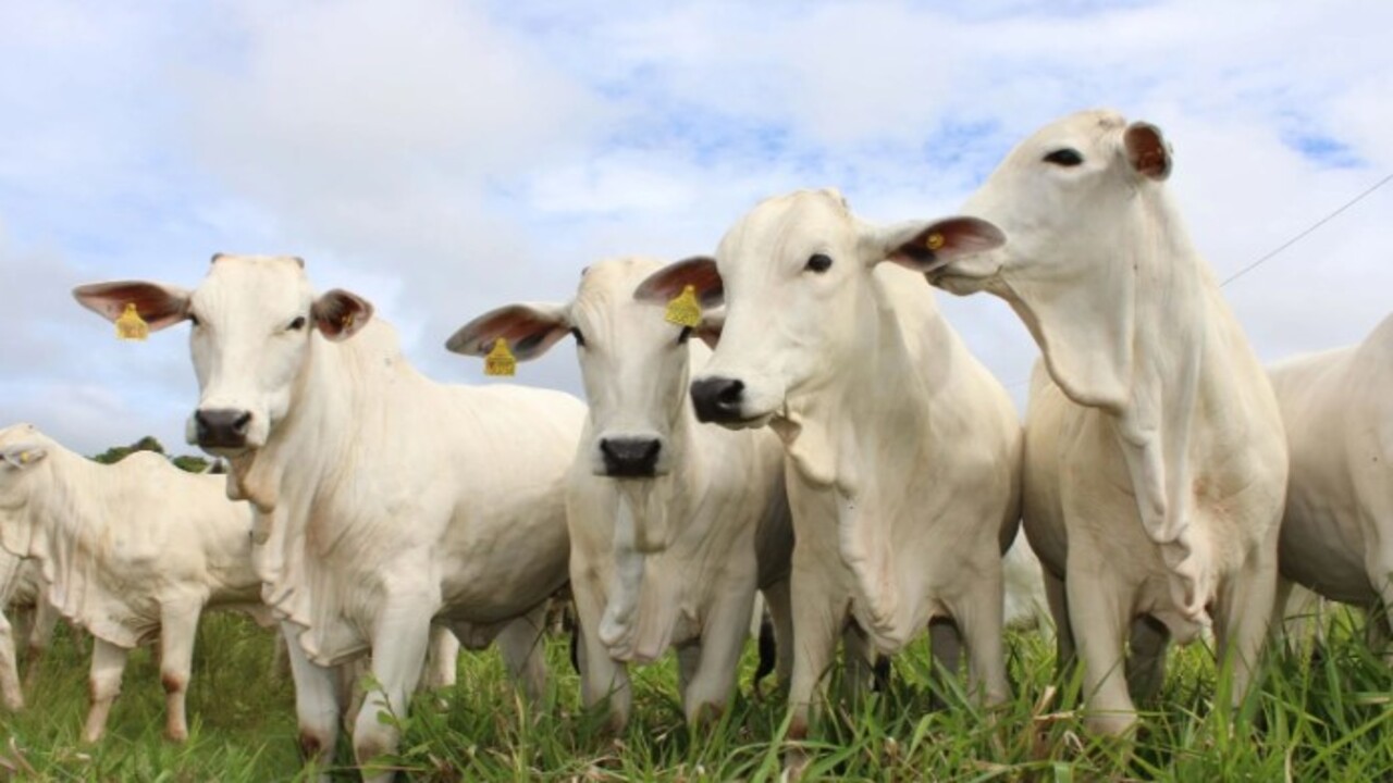 Foto - Her yıl yüz binlerce ziyaretçi çekiyor! İşte süper sığır Zebu