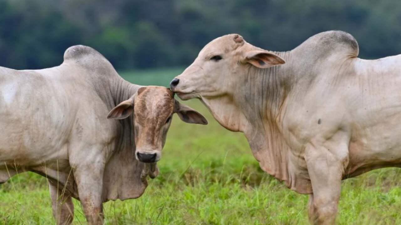 Foto - Her yıl yüz binlerce ziyaretçi çekiyor! İşte süper sığır Zebu