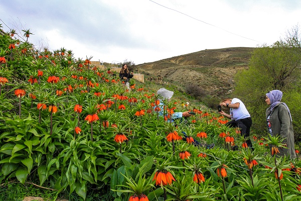 Foto - Herkes ‘Ağlayan gelin’i görmeye gidiyor