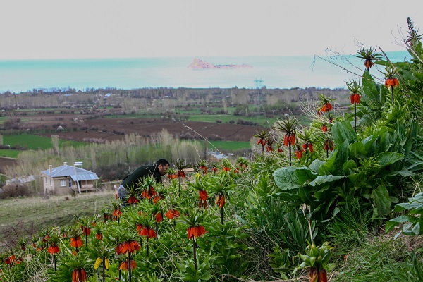Foto - Herkes ‘Ağlayan gelin’i görmeye gidiyor