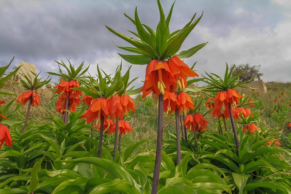 Foto - Herkes ‘Ağlayan gelin’i görmeye gidiyor