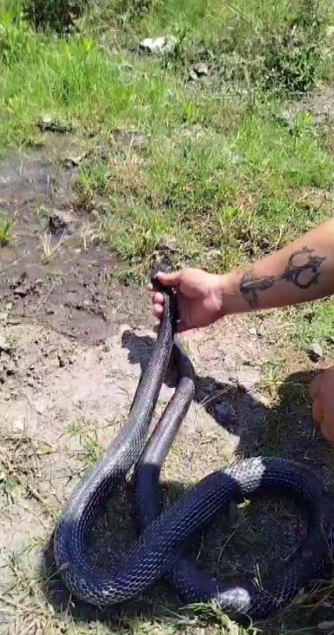 Foto - Herkes bakmaya bile korkarken, yılanlara fısıldıyor