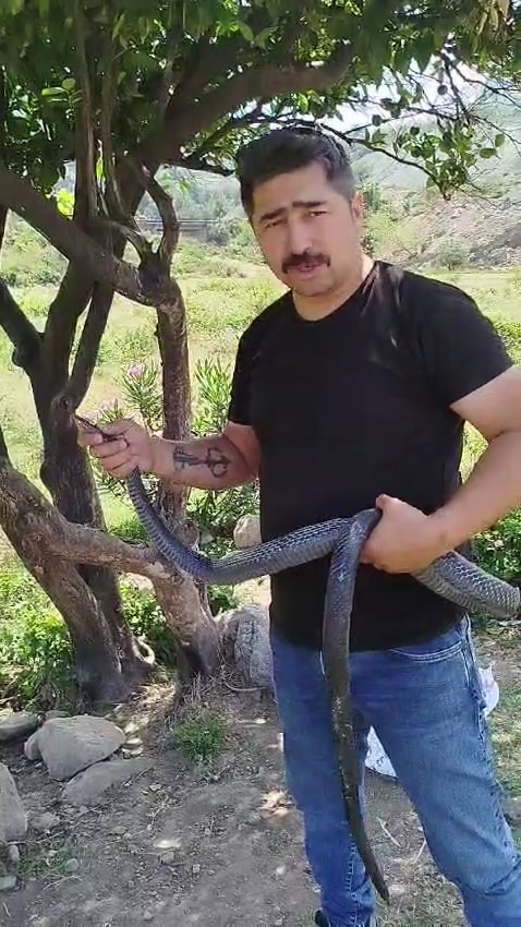 Herkes bakmaya bile korkarken, yılanlara fısıldıyor