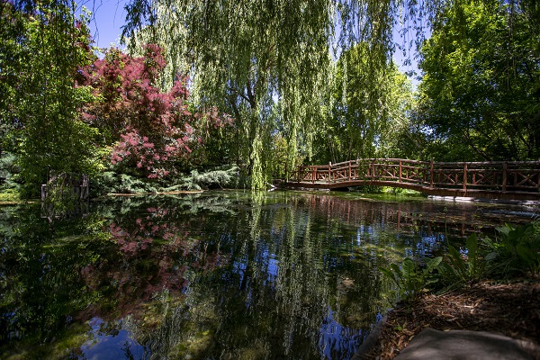 Herkes bu bahçeye akın ediyor