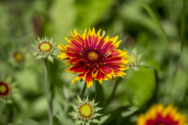 Foto - Herkes bu bahçeye akın ediyor