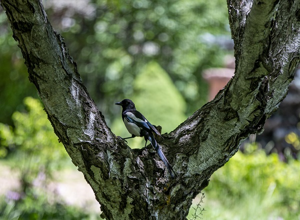Foto - Herkes bu bahçeye akın ediyor