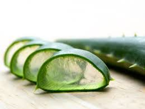 Foto - Herkes bu bitkiyi konuşuyor!