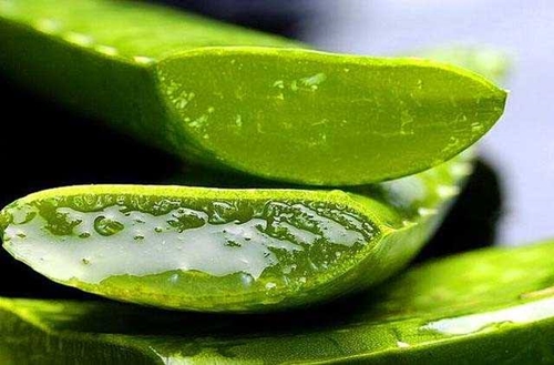 Foto - Herkes bu bitkiyi konuşuyor!