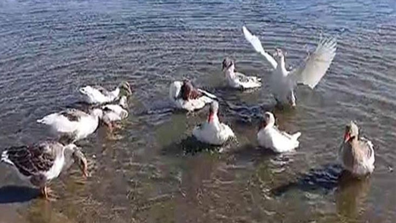 Foto - Herkes bu olayı konuşuyordu! Kazlara şartlı tahliye çıktı