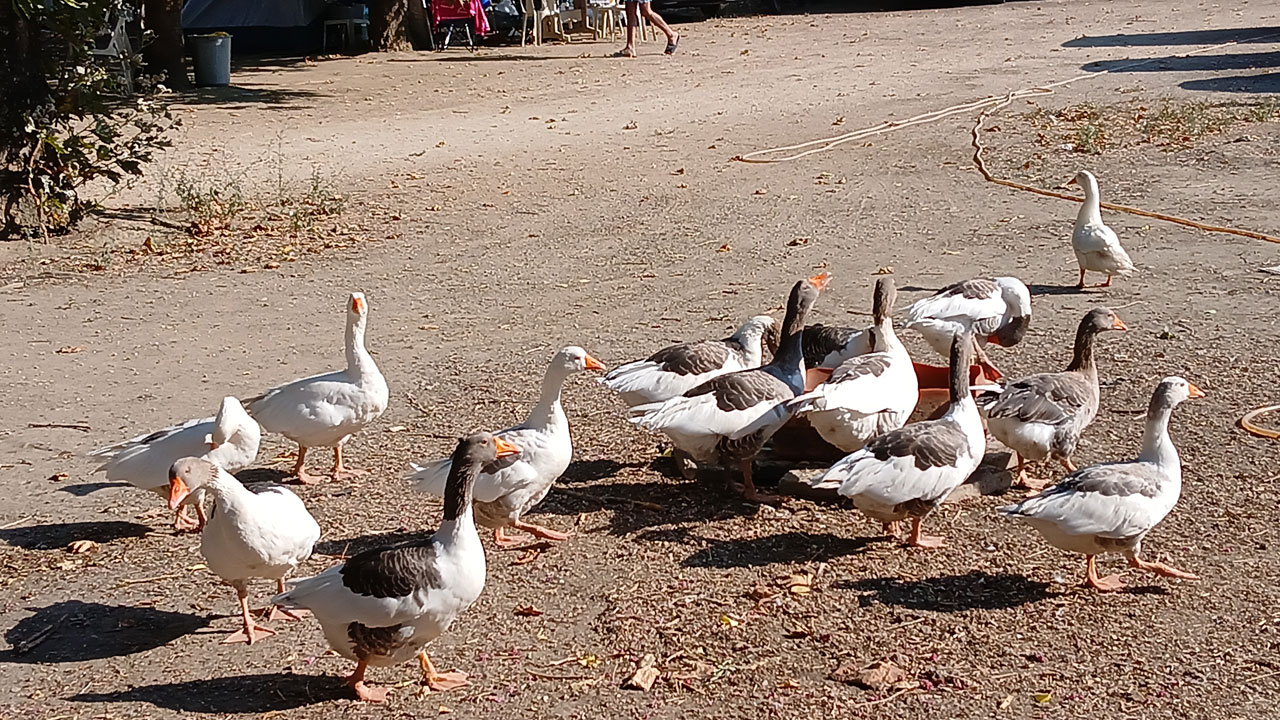 Foto - Herkes bu olayı konuşuyordu! Kazlara şartlı tahliye çıktı