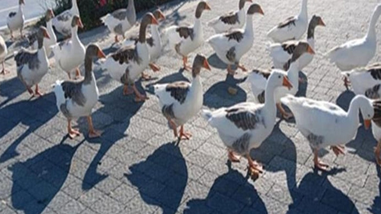 Foto - Herkes bu olayı konuşuyordu! Kazlara şartlı tahliye çıktı