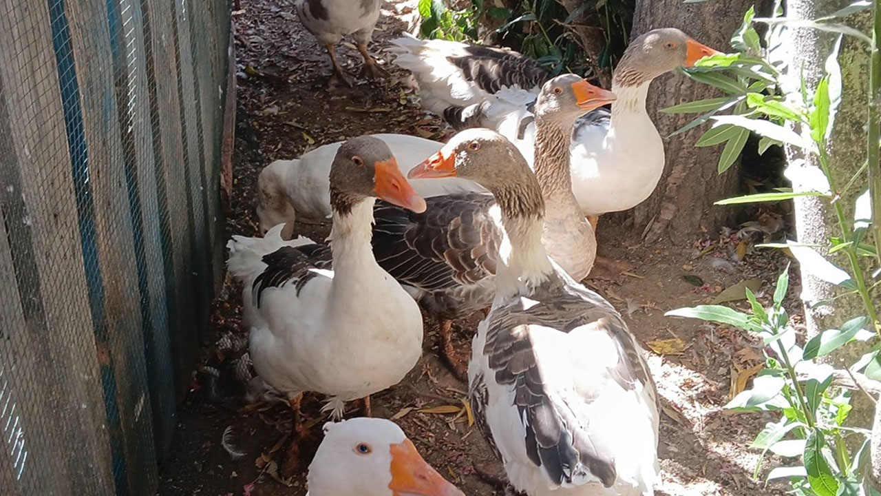 Foto - Herkes bu olayı konuşuyordu! Kazlara şartlı tahliye çıktı