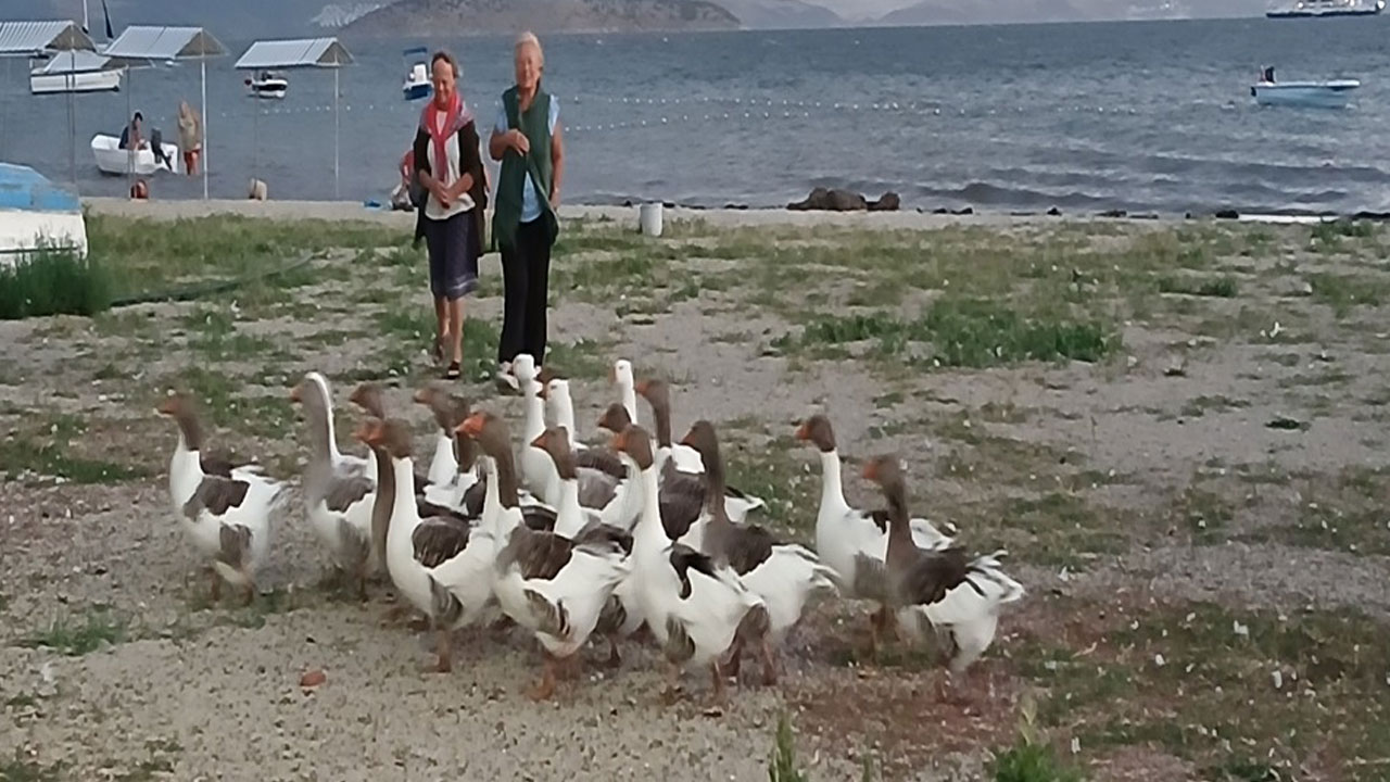 Foto - Herkes bu olayı konuşuyordu! Kazlara şartlı tahliye çıktı