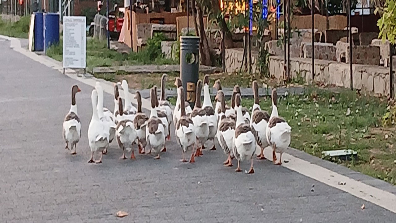 Herkes bu olayı konuşuyordu! Kazlara şartlı tahliye çıktı