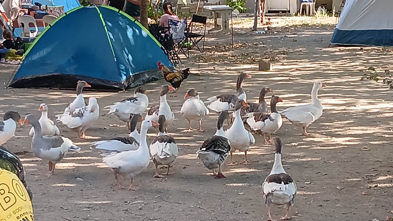 Foto - Herkes bu olayı konuşuyordu! Kazlara şartlı tahliye çıktı