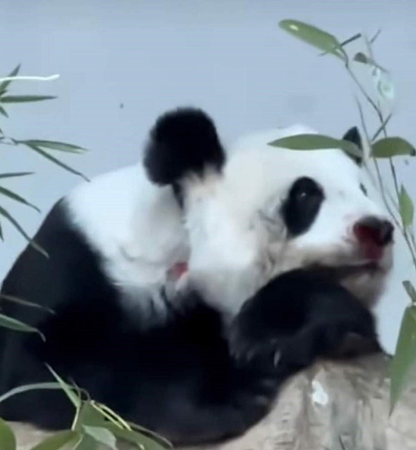 Foto - Herkes bunu konuşuyor! Dev panda hava kirliliğinden mi öldü? 