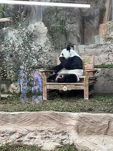 Foto - Herkes bunu konuşuyor! Dev panda hava kirliliğinden mi öldü? 