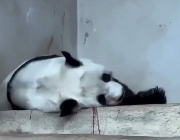 Foto - Herkes bunu konuşuyor! Dev panda hava kirliliğinden mi öldü? 