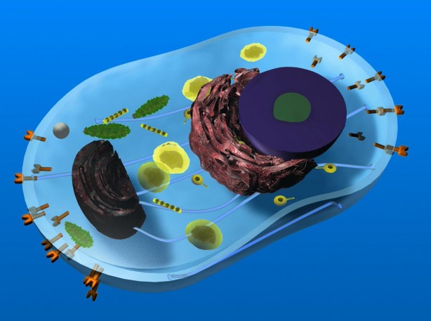 Foto - Herkes çöpe atıyor! Limon kabuğunun inanılmaz faydası