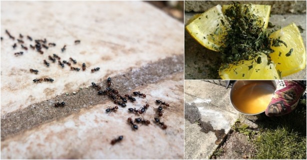 Foto - Herkes çöpe atıyor! Limon kabuğunun inanılmaz faydası