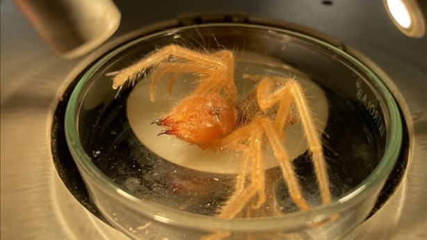 Foto - Herkes didik didik bundan arıyor! Kolay zenginliğin yolu bulundu! Bir gramına bile balya balya para veriyorlar