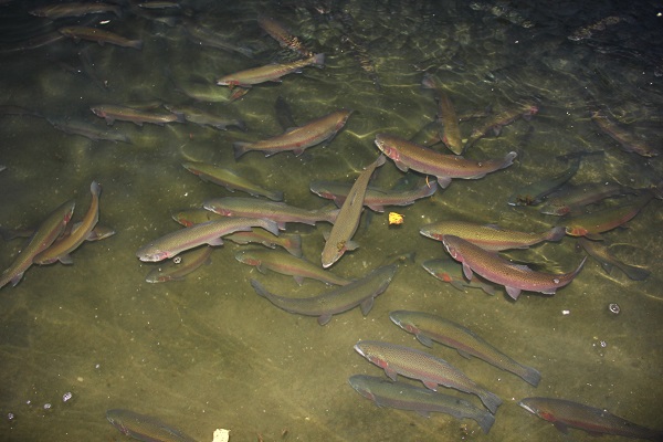 Foto - Herkes hayran! Bataklığı bu hale getirdi