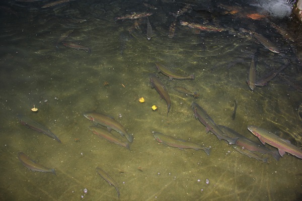 Foto - Herkes hayran! Bataklığı bu hale getirdi