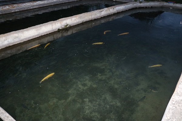 Foto - Herkes hayran! Bataklığı bu hale getirdi