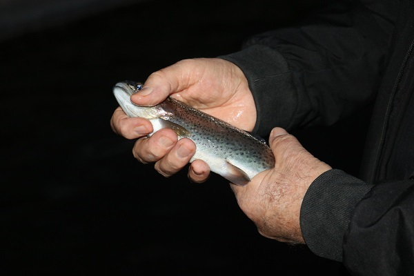 Foto - Herkes hayran! Bataklığı bu hale getirdi