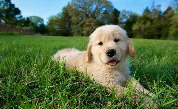 Herkes iyilik yaptığını sanıyor! Bu hata hayvanların sağlığıyla oynuyor