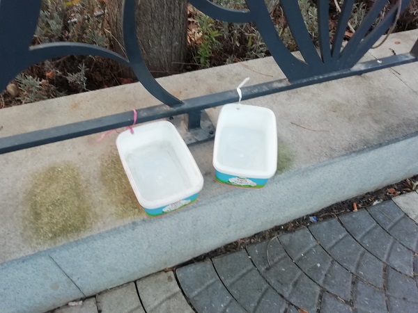 Foto - Herkes iyilik yaptığını sanıyor! Bu hata hayvanların sağlığıyla oynuyor