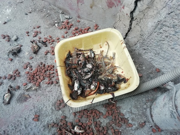 Foto - Herkes iyilik yaptığını sanıyor! Bu hata hayvanların sağlığıyla oynuyor