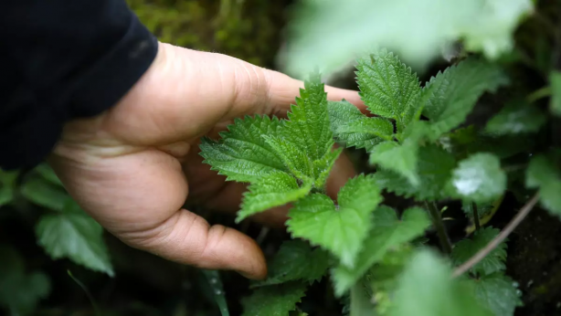 Foto - Herkes kaynanasından kaçar gibi kaçıyor ama öyle bir faydası var ki... Yaşlanmayı geciktiriyor, iltihabı söküyor! Meğer her tutamı hazineymiş