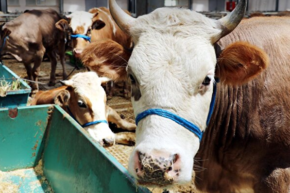 Foto - Herkes merakla bekliyordu! Kurbanlık hisse fiyatları belli oldu! İşte güncel rakamlar