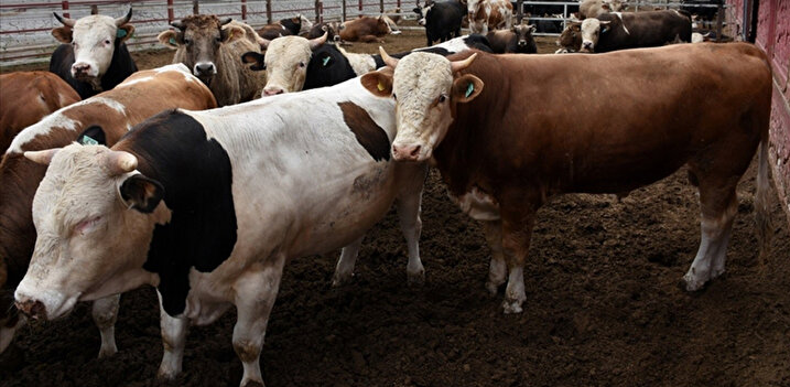 Foto - Herkes merakla bekliyordu! Kurbanlık hisse fiyatları belli oldu! İşte güncel rakamlar