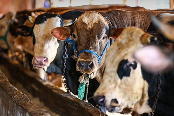 Foto - Herkes merakla bekliyordu! Kurbanlık hisse fiyatları belli oldu! İşte güncel rakamlar