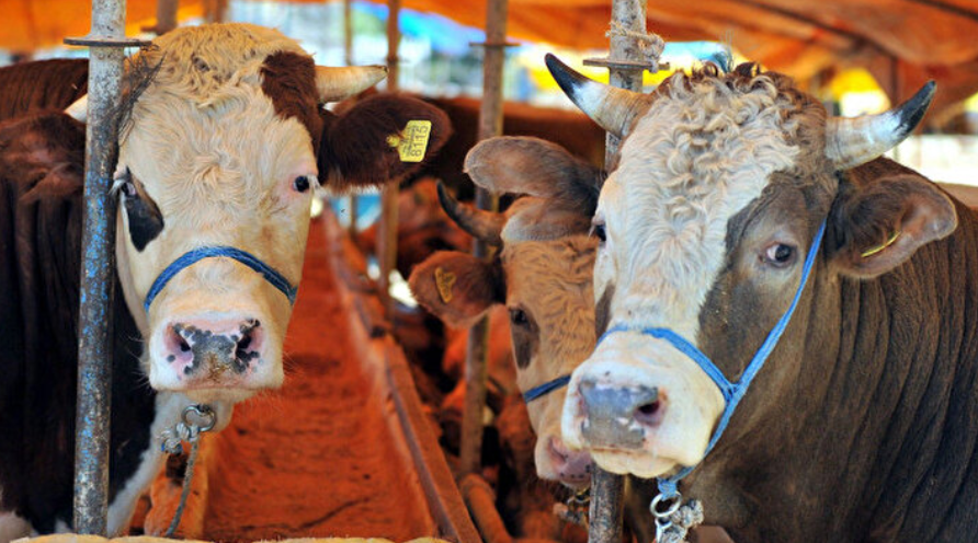 Herkes merakla bekliyordu! Kurbanlık hisse fiyatları belli oldu! İşte güncel rakamlar